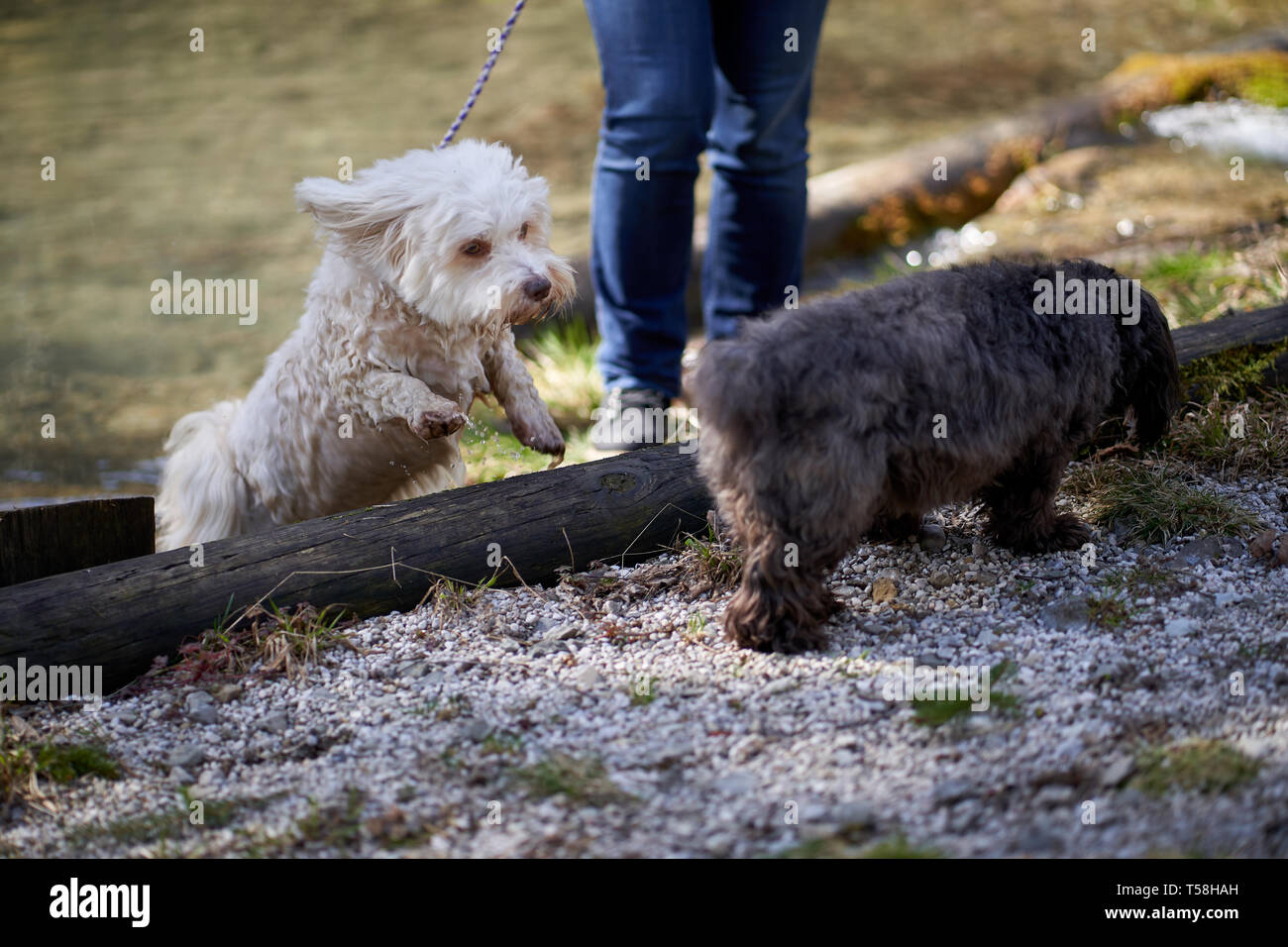 Havanese dog jumping out of a pond Stock Photo