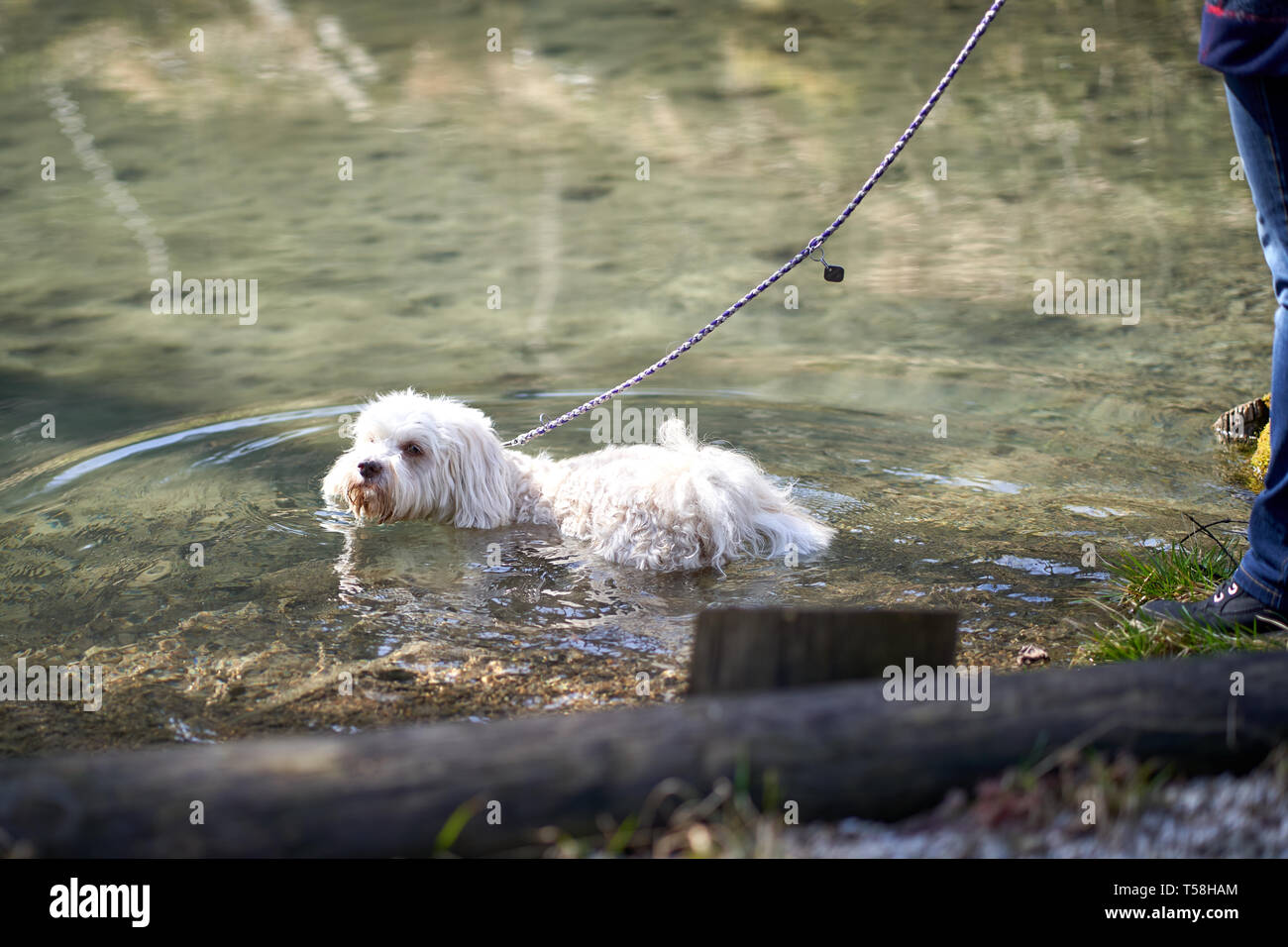 Havanese dog swimming in the pond Stock Photo