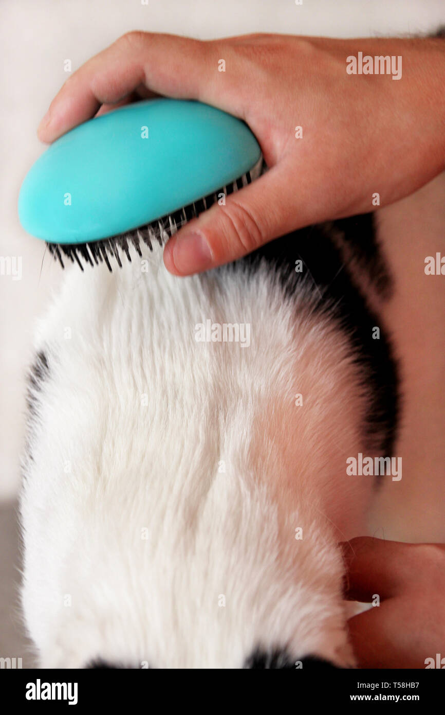 Man Is Brushing Hair And Brush Cat Fur Comb Of Black White Cat On