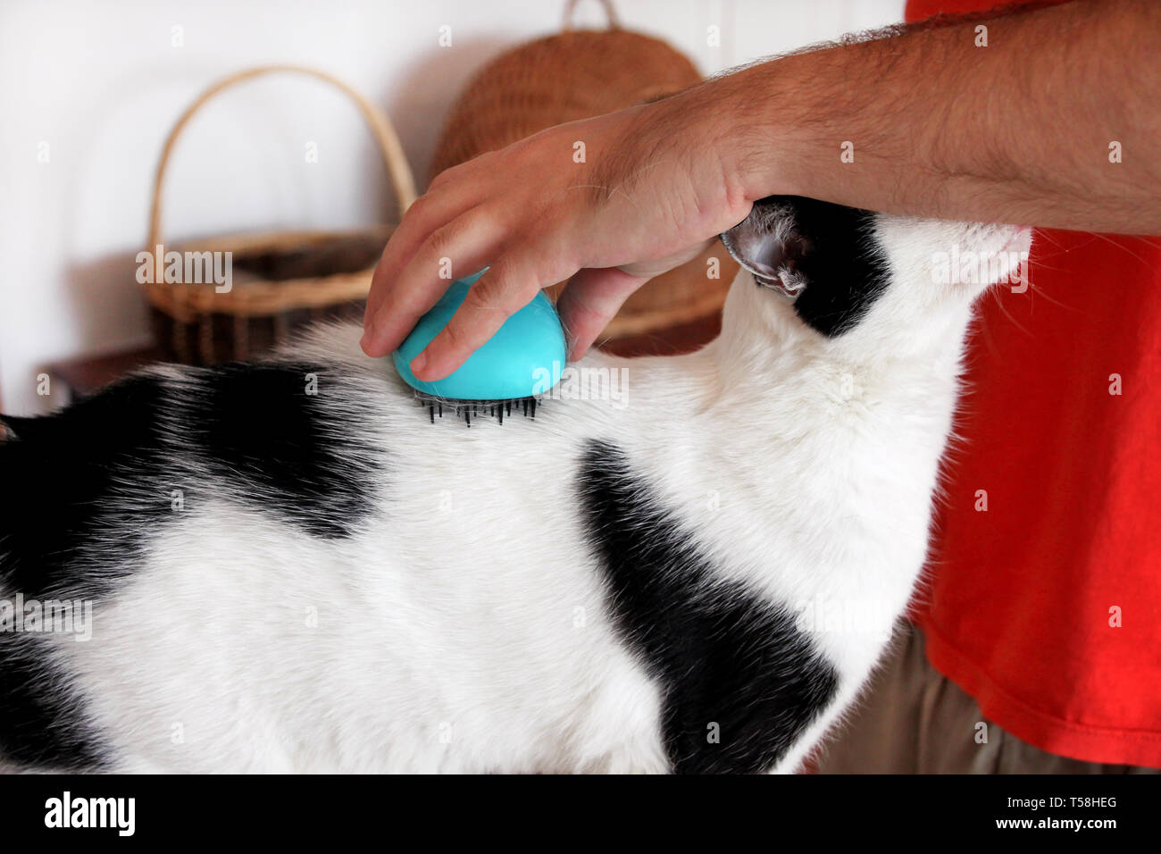 Man is brushing hair and brush cat fur comb of black white cat on table. Cute cat enjoy and