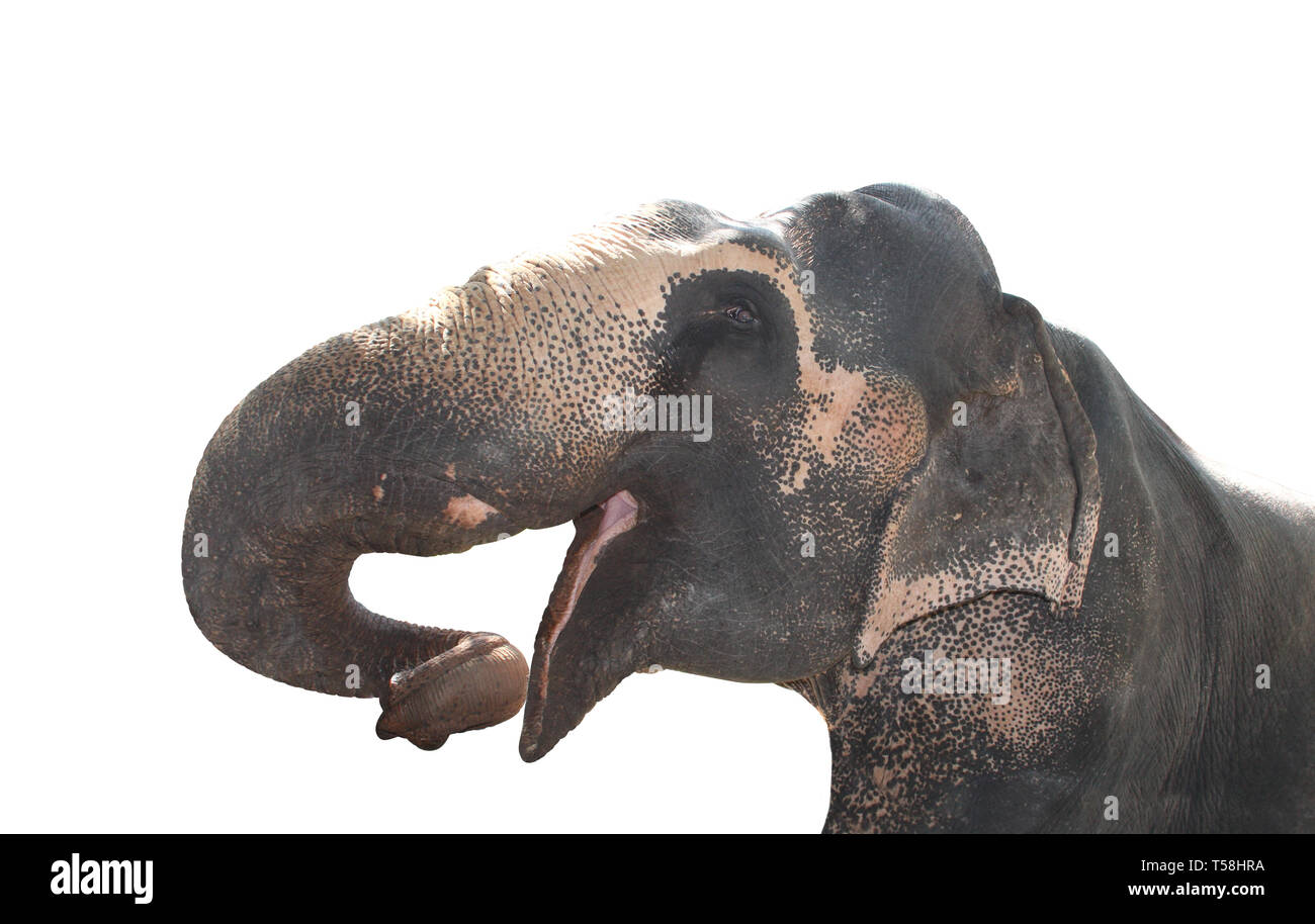 Close-up head of elephant (Elephas maximus). Isolated on white background Stock Photo