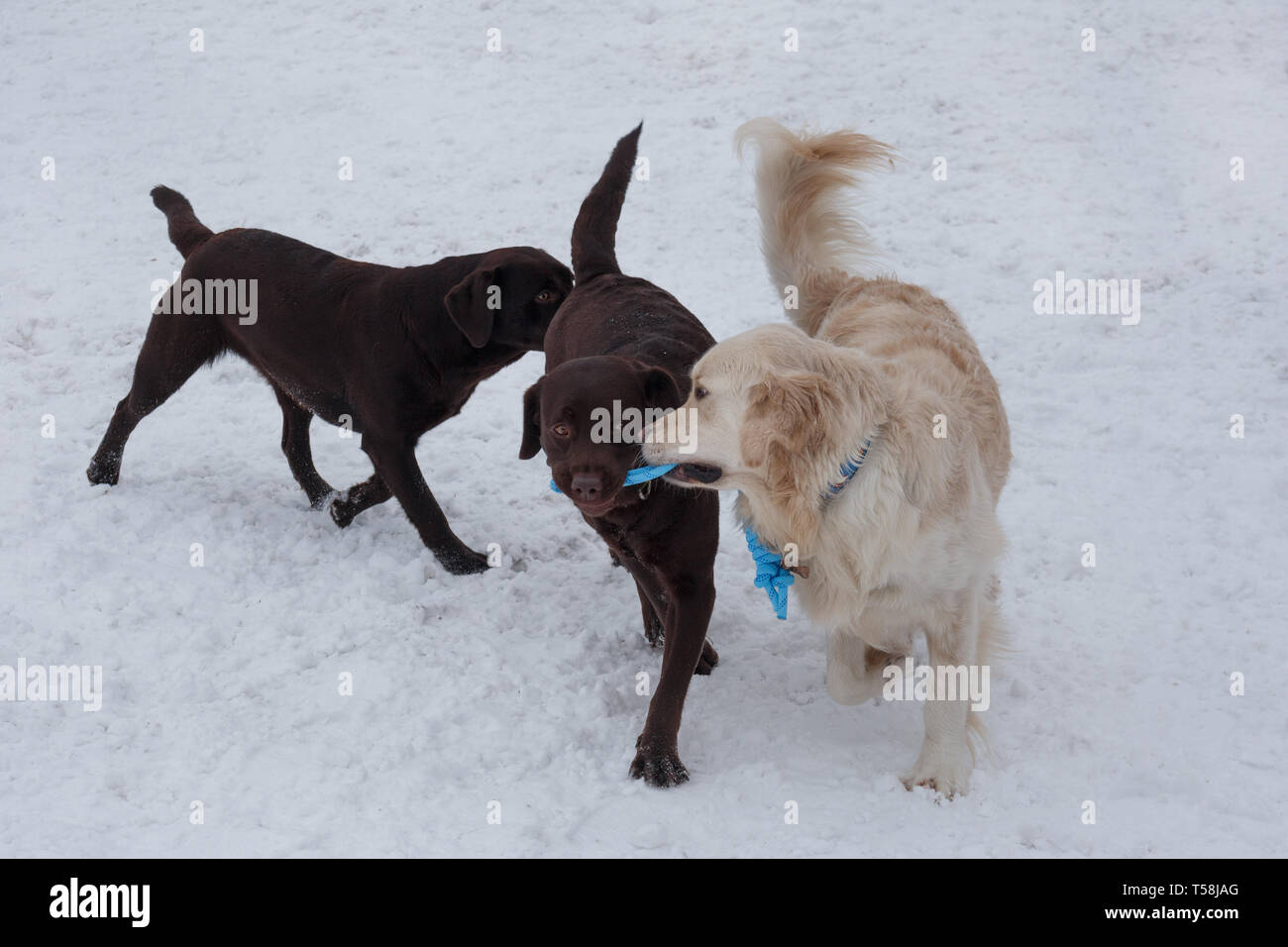 Cute Golden Retriever And Two Chocolate Labradors Are Playing On A
