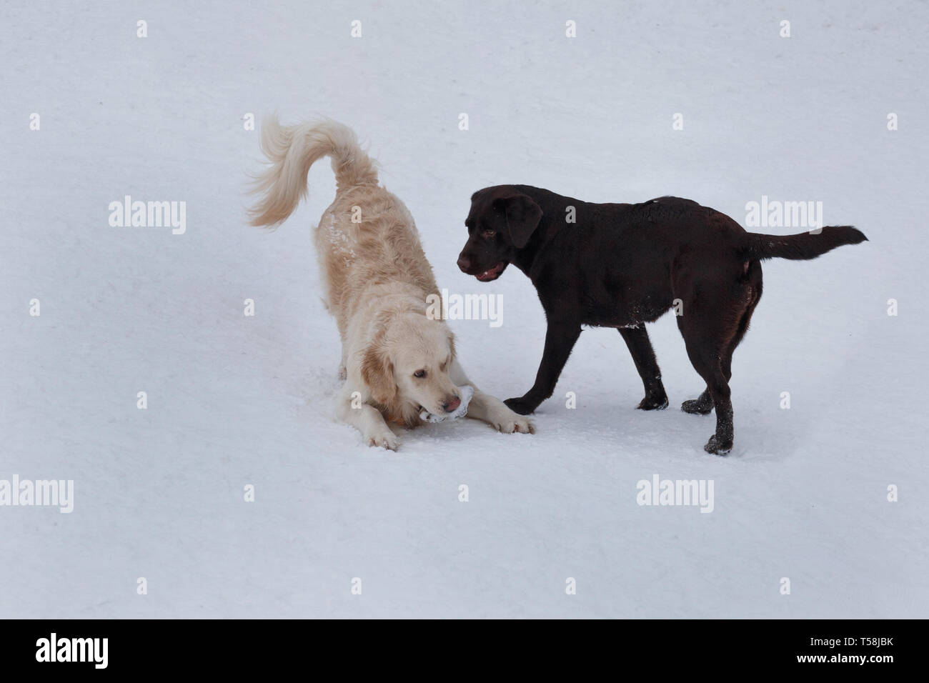 Cute golden retriever and chocolate labrador are playing on a white snow in the park. Pet animals. Purebred dog. Stock Photo