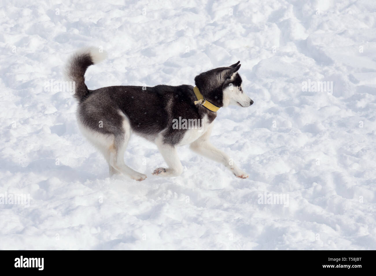 Cute Black And White Siberian Husky Is Running On A White Snow