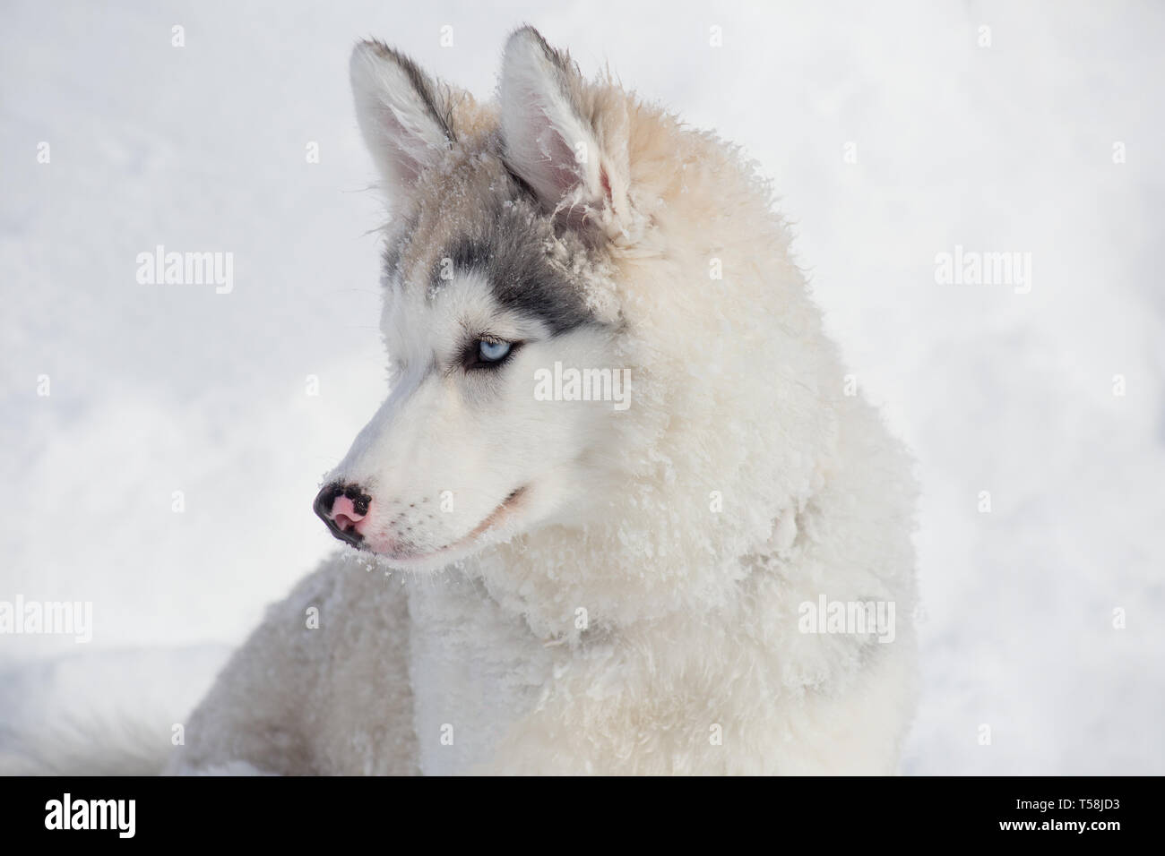 Cute Siberian Husky Puppy Is Sitting On A White Snow Three Month Old Pet Animals Purebred Dog Stock Photo Alamy