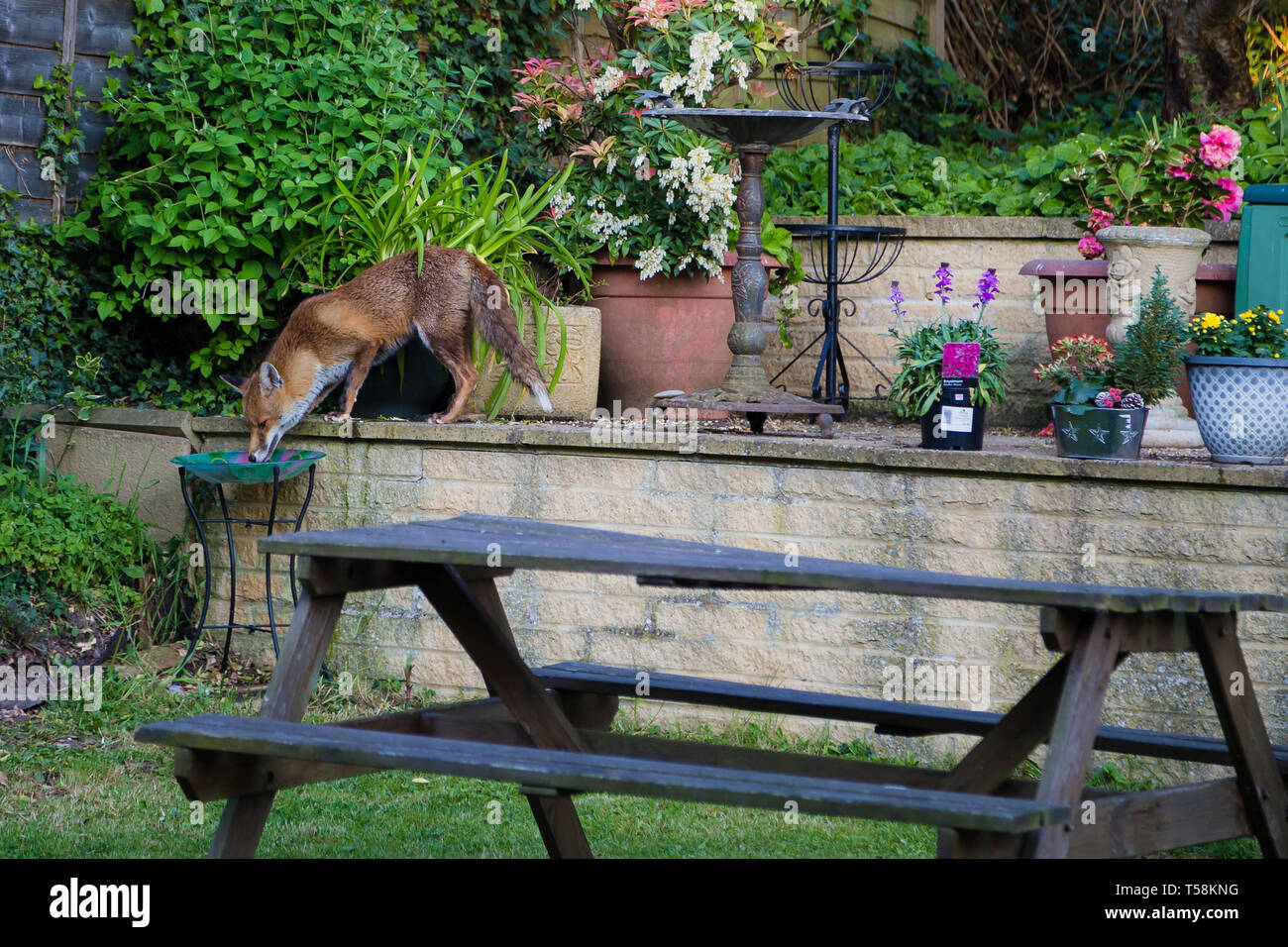 Gravesend, Kent, UK. A Fox takes a drink out of a bird bath in an English garden. Stock Photo