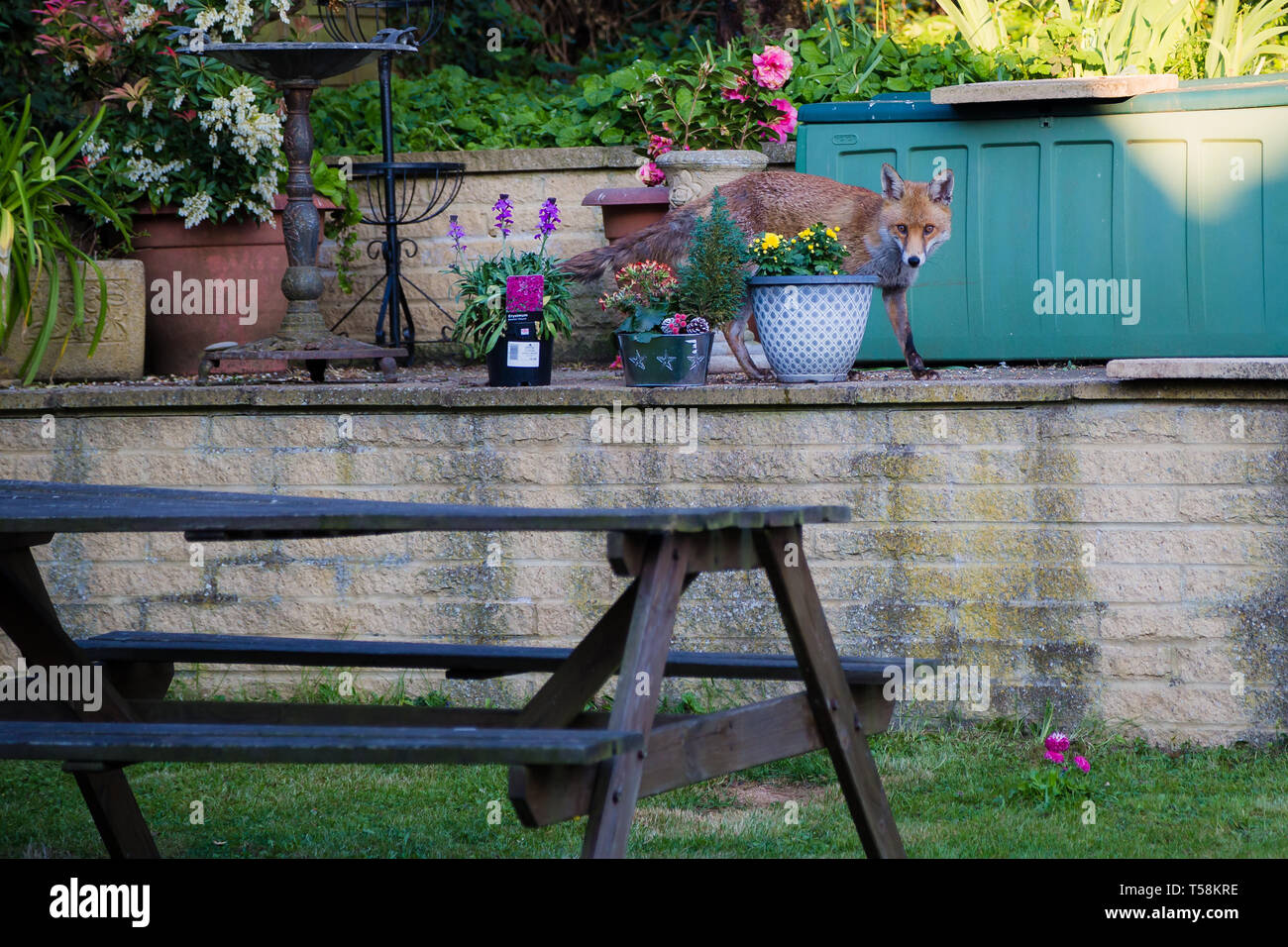 Gravesend Kent, UK. A Fox in an English garden looking for food. Stock Photo