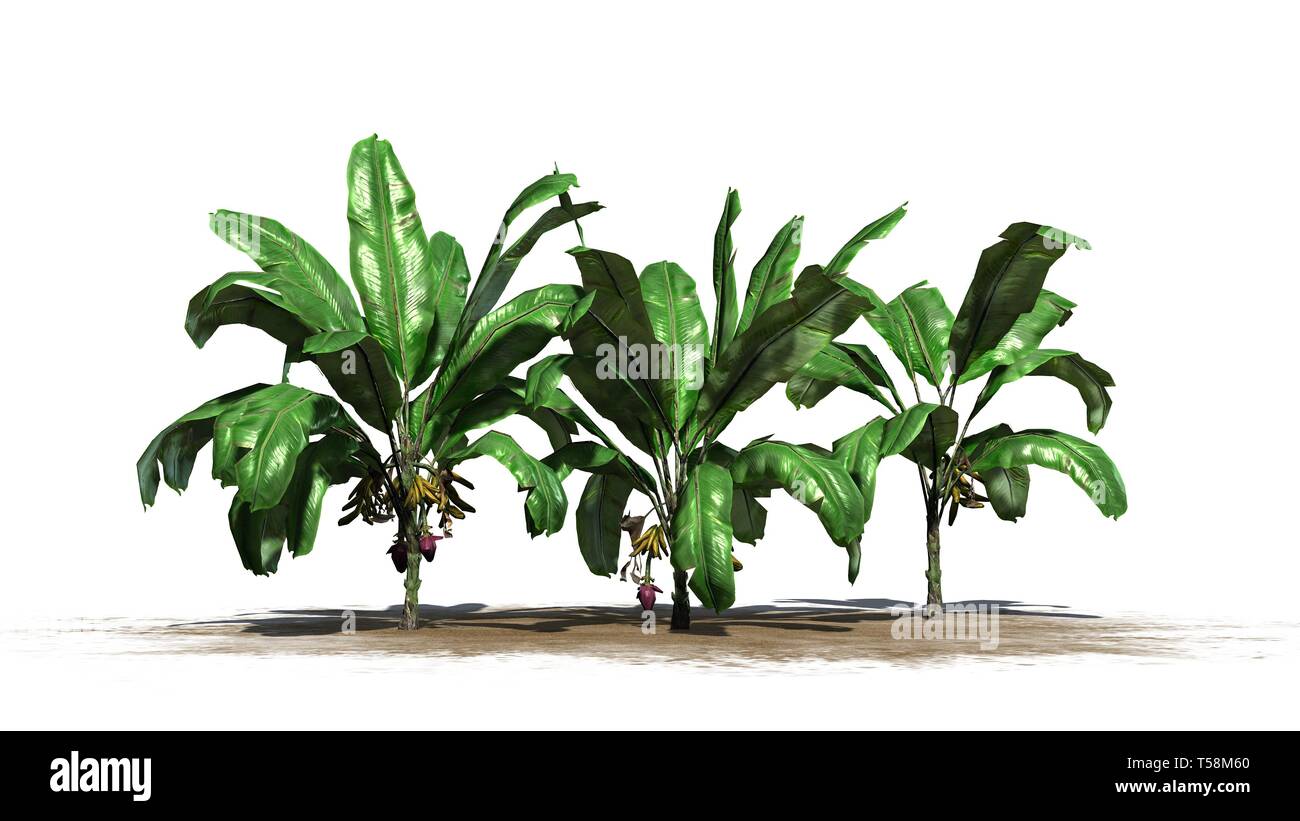 a group of banana plants with fruits isolated on white background