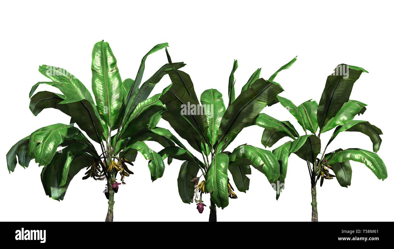 a group of banana plants with fruits isolated on white background