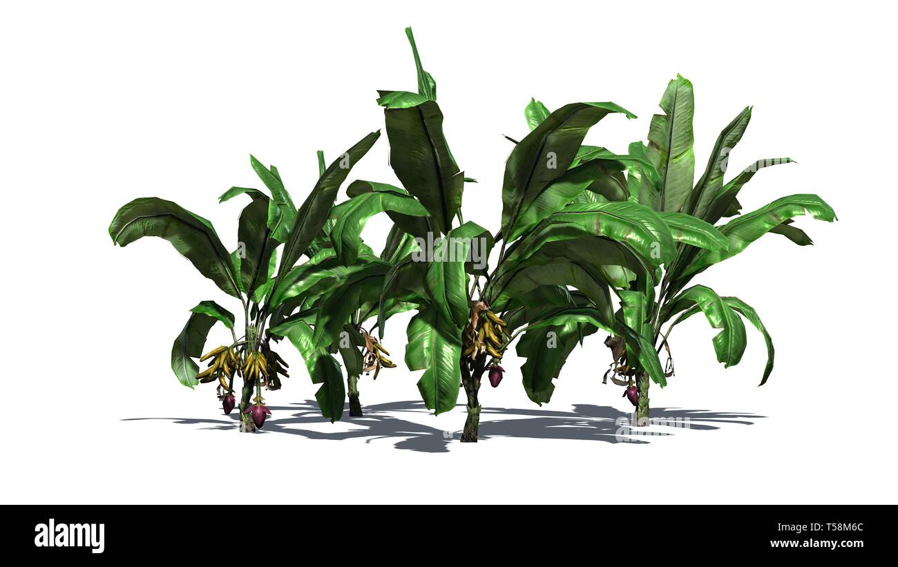 a group of banana plants with fruits isolated on white background