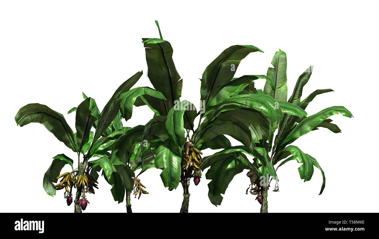 a group of banana plants with fruits isolated on white background