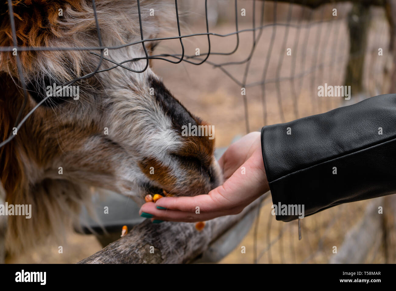 Alpaca at zoo eating from people's hand Stock Photo
