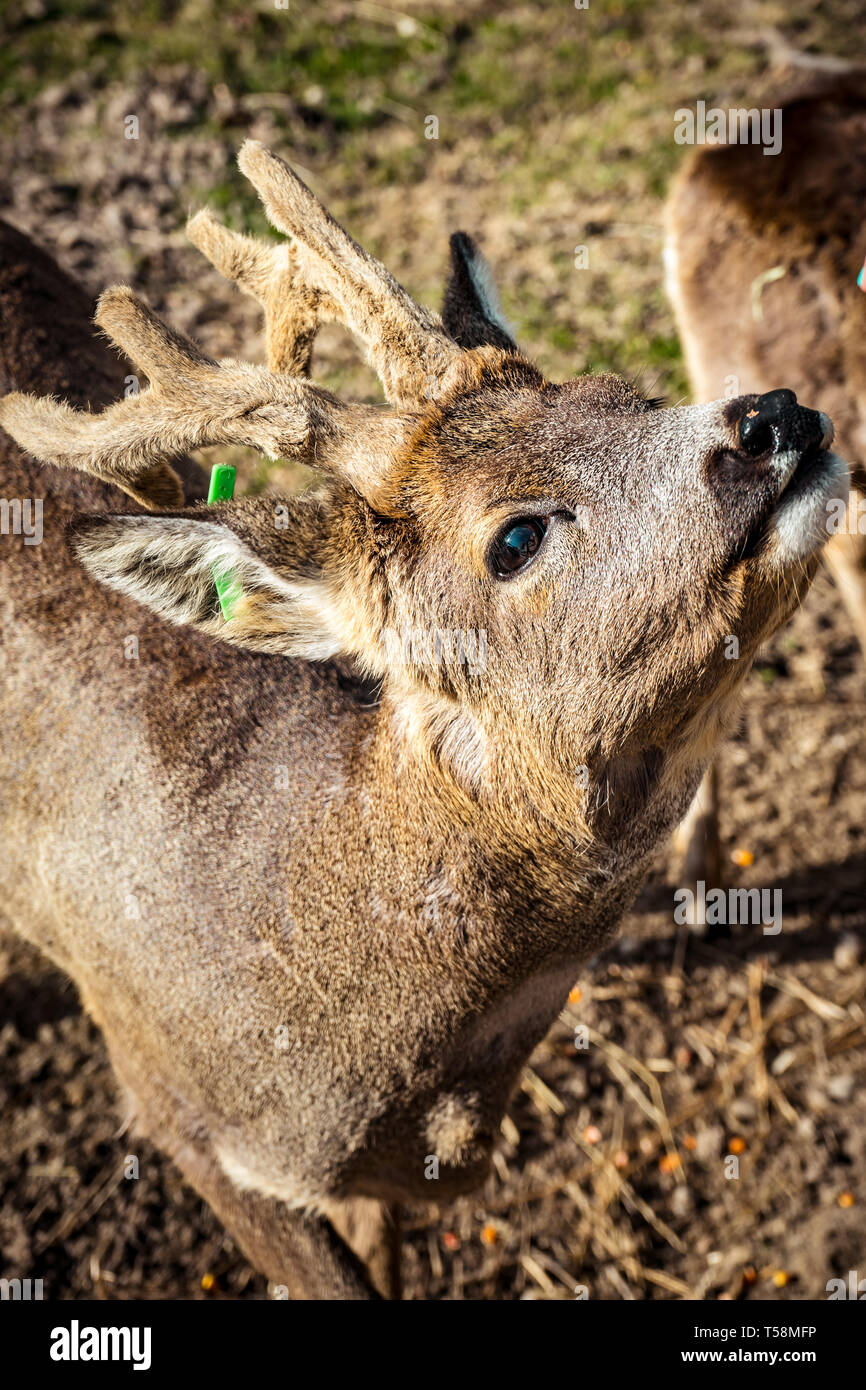 Roe deer, capreolus capreolus, buck with big antlers covered in velvet . Roebuck sheding velvet Stock Photo