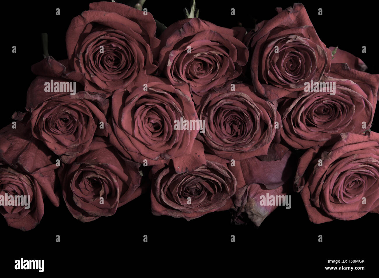 What Color Rose For A Death at Brenda Gibson blog