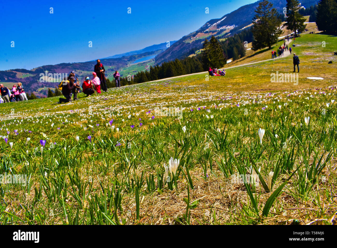 Scenic bavarian landscape in early hi res stock photography and images Scenic bavarian landscape in early hi res stock photography and images