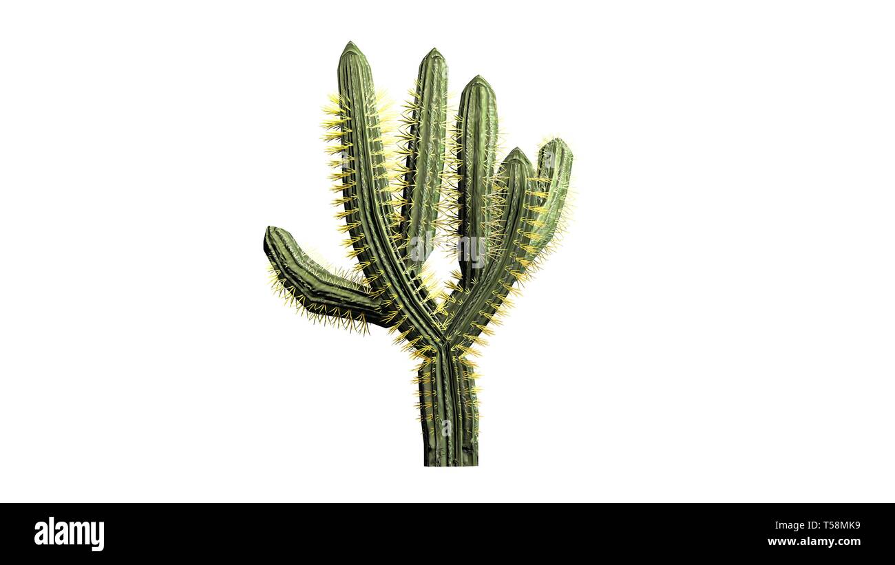 dracaena fragrans burley Dracaena fragrans 'Burley' – Wide-Leaf Corn Plant main image 0