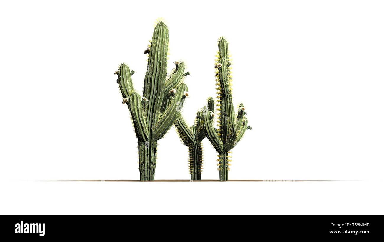 various Saguaro cactus plants - isolated on white background Stock Photo -  Alamy