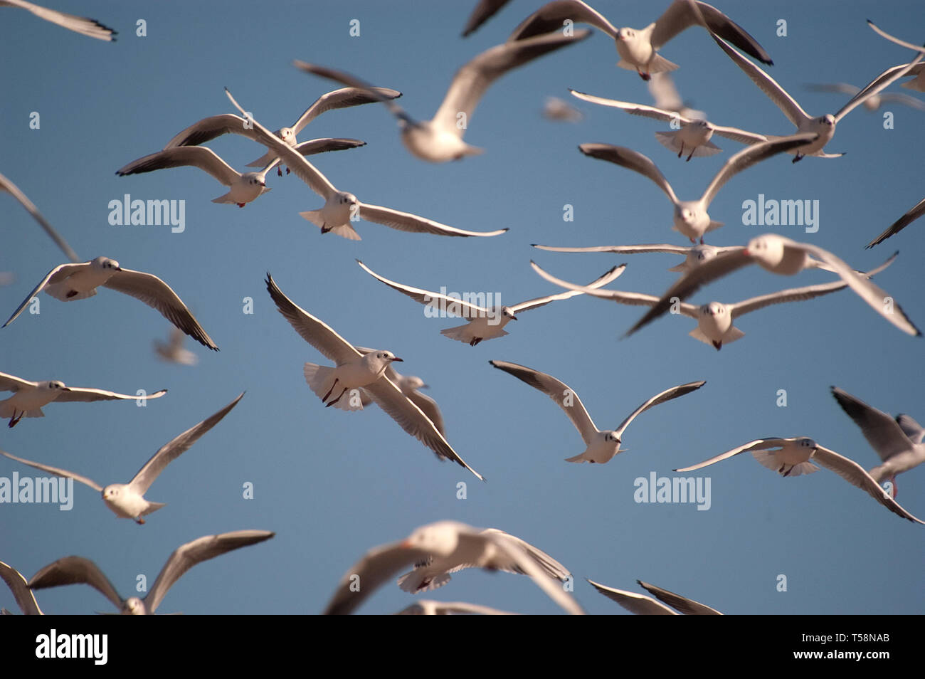 Seagulls airborne hi-res stock photography and images - Page 3 - Alamy
