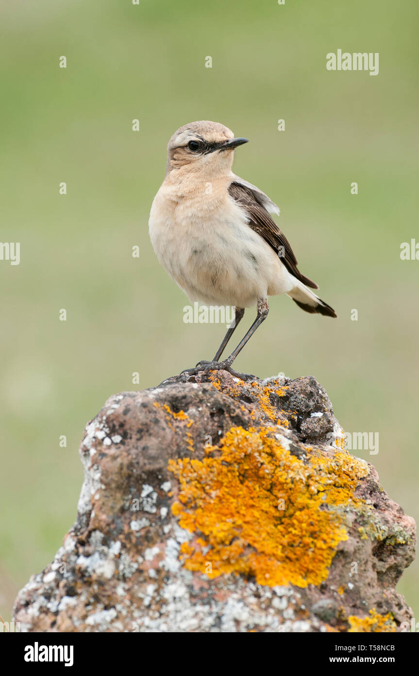 Northern wheatear - Oenanthe oenanthe female in the rock Stock Photo