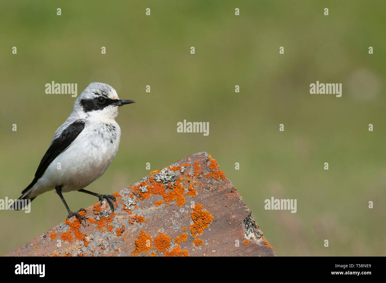 Northern wheatear - Oenanthe oenanthe male in the rock Stock Photo