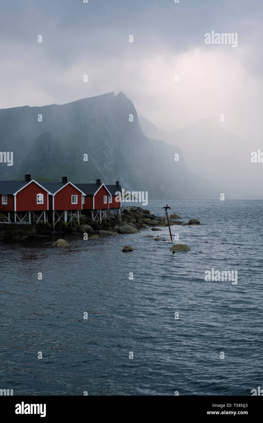 The red Rorbu / fishermen’s cabins and a Cormorant in Hamnoy fishing village and landscape on Moskenesøya in the Lofoten Islands Nordland Norway. Stock Photo