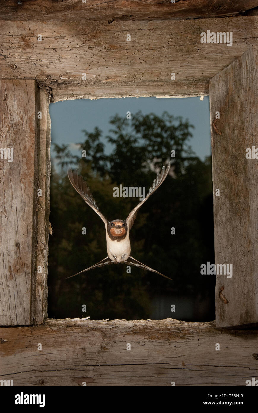 Swallow - Hirundo rustica single bird in flight entering through a window Stock Photo