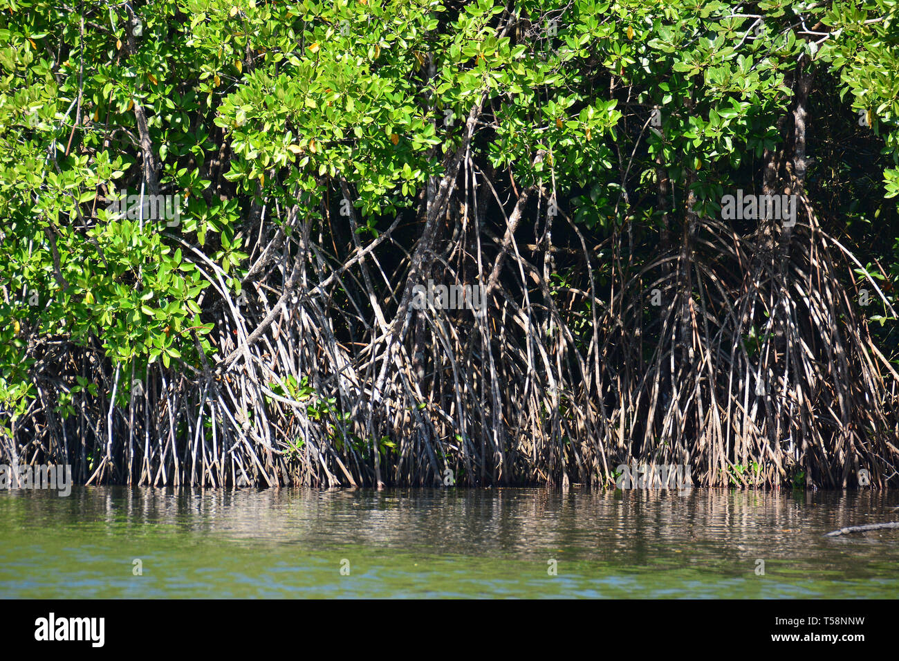 Mangrove forest, Koggala Lake, Sri Lanka. Koggala-tó, Srí Lanka Stock ...