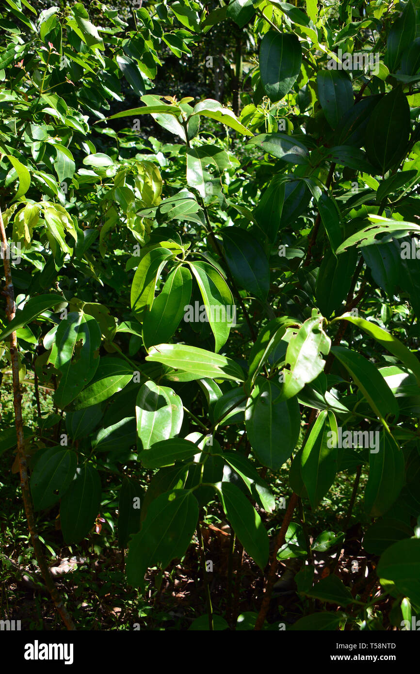 Cinnamomum verum tree hires stock photography and images Alamy