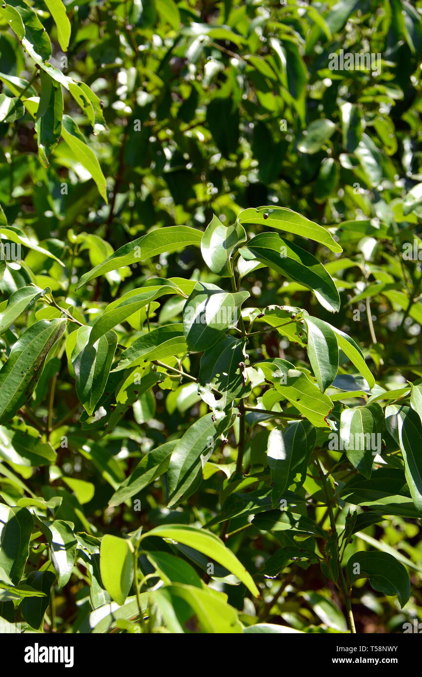 Cinnamon tree, Sri Lanka. Fahéjfa, Cinnamomum verum, Srí Lanka Stock
