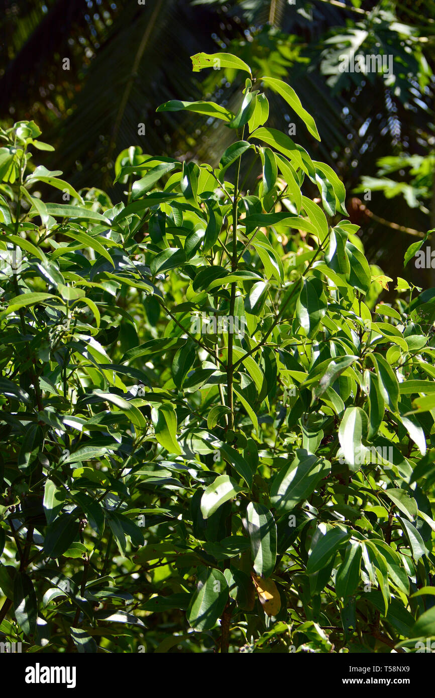 Cinnamon tree, Sri Lanka. Fahéjfa, Cinnamomum verum, Srí Lanka Stock