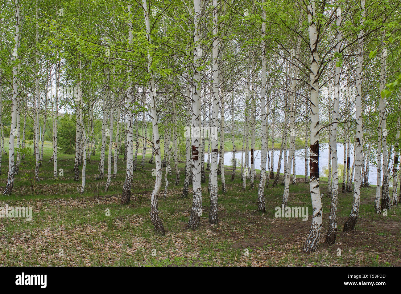 To blossom in spring birch grove on a background of lake Stock Photo ...