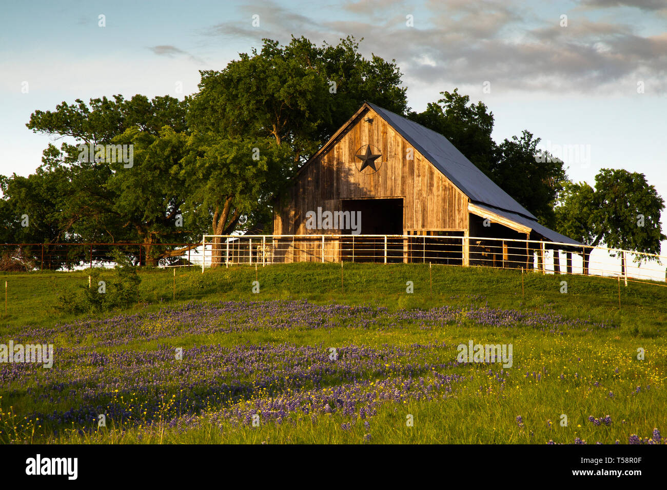 Bluebonnet Trail Barn Near Ennis, Texas Stock Photo