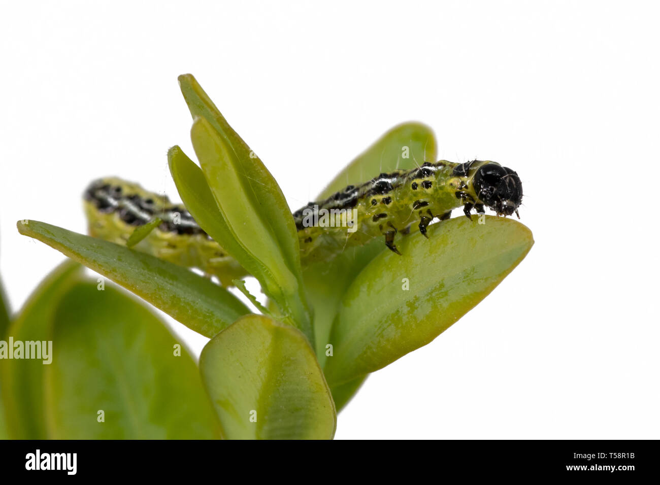 Boxwood borer crawls on a branch. Boxwood bright leaves isolated on white Stock Photo