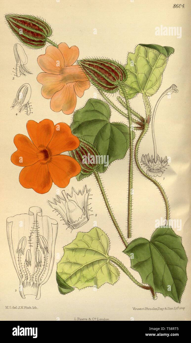 Beautiful Vintage Hand Drawn Illustrations Of Flowers And Fruits From Old Book It Can Be Used As Poster Or Decorative Element For Interior Design Stock Photo Alamy