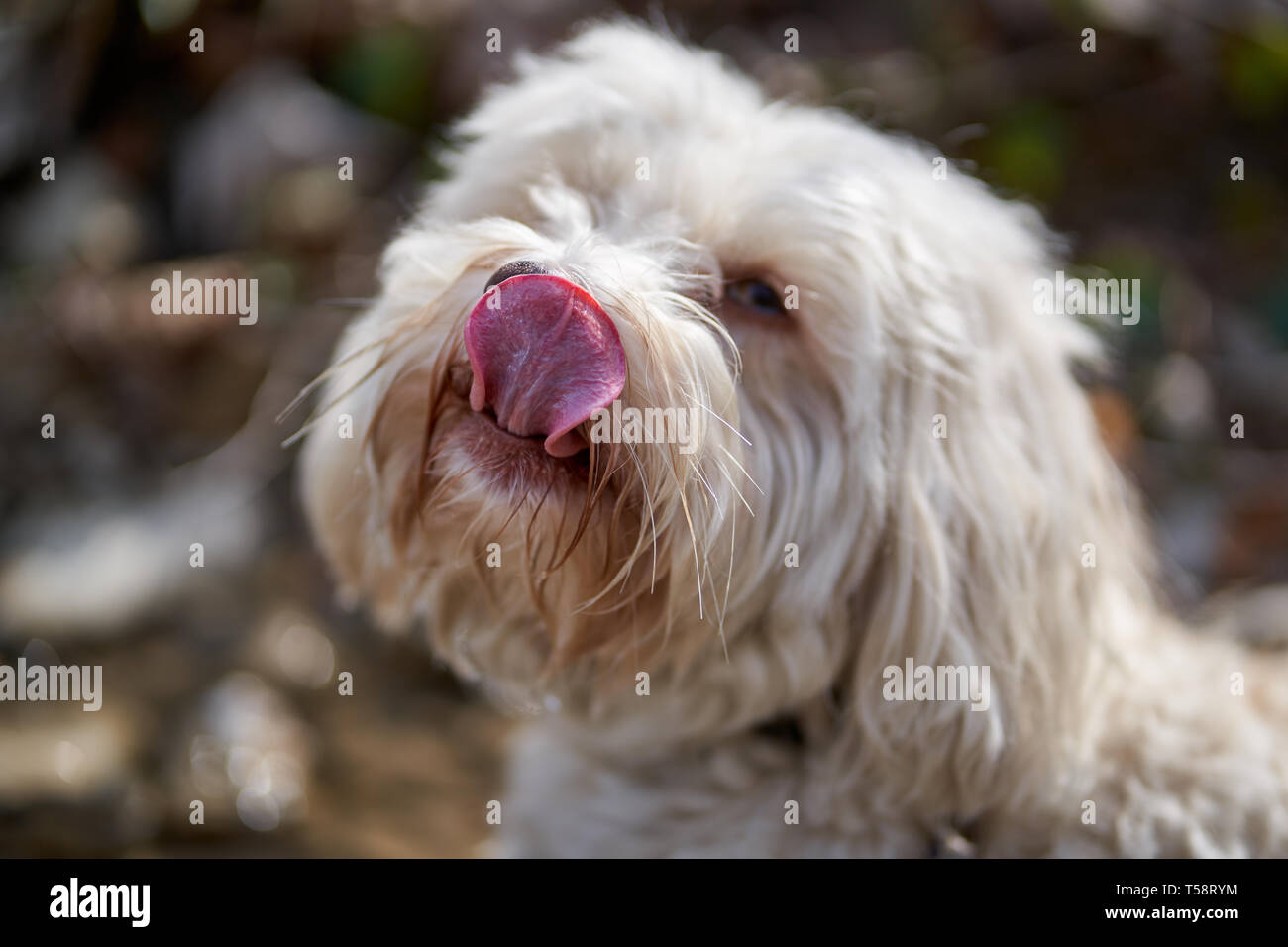 White havanese dog licks his nose with his tongue Stock Photo