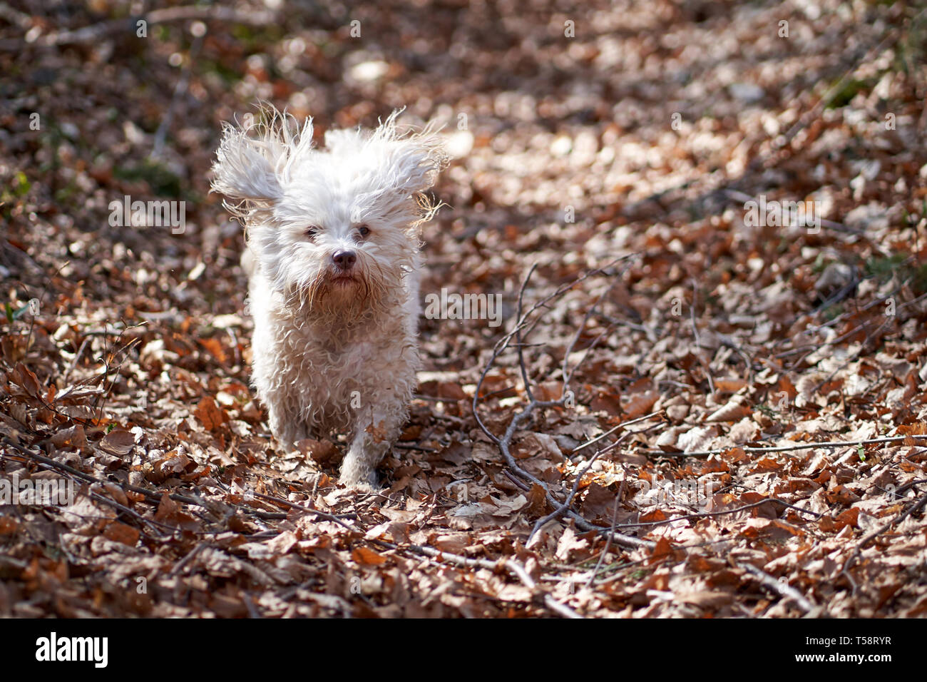 White havanese dog running in the forest Stock Photo