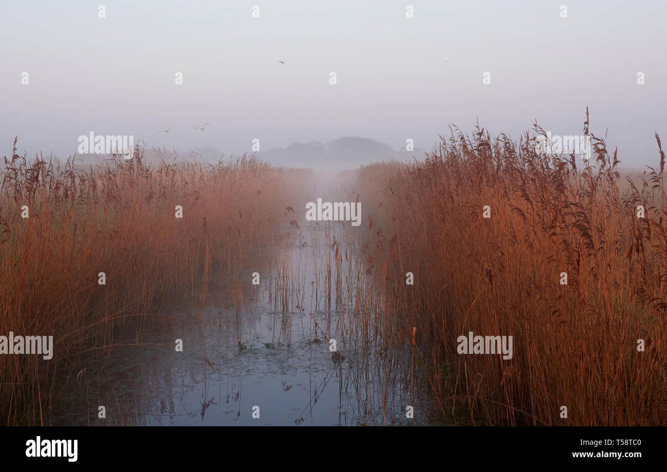 Misty sunrise on the reed beds of Cley next the Sea marshes North Norfolk Stock Photo