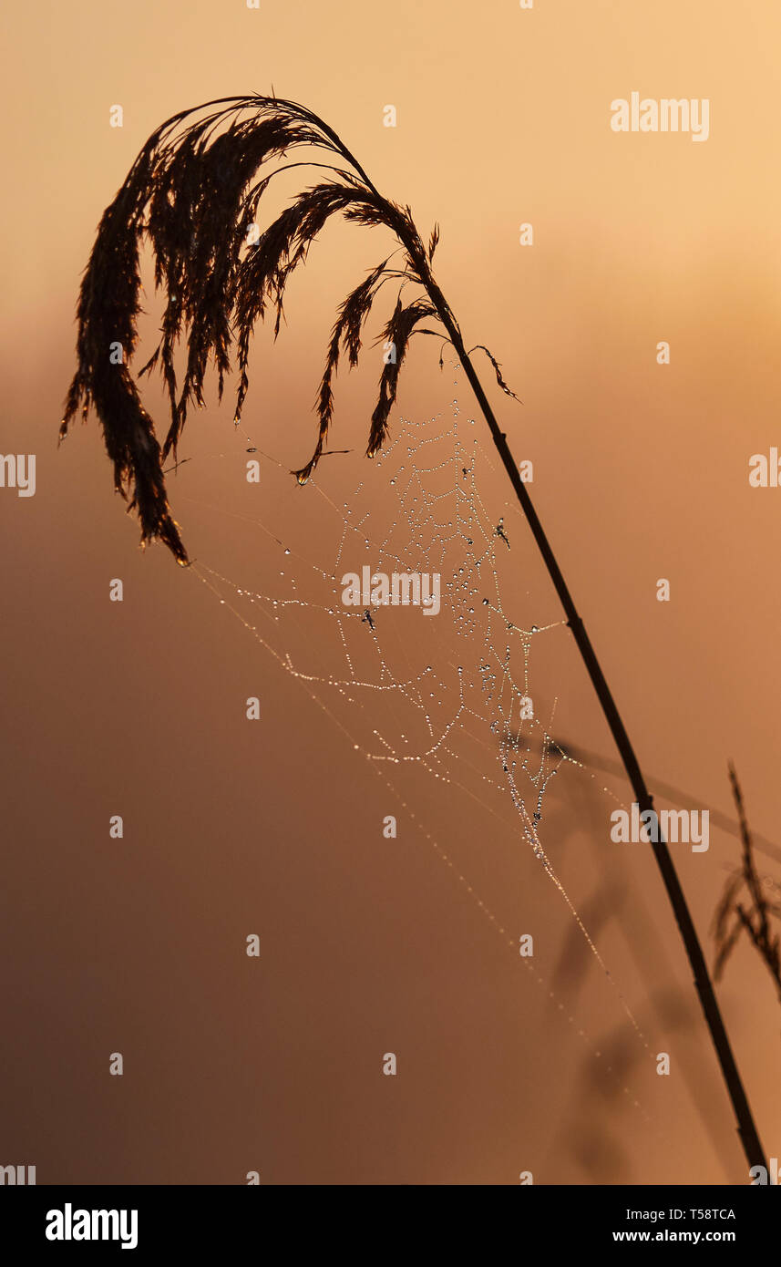 Misty sunrise on a cobweb with dew in the reed beds of Cley next the Sea marshes North Norfolk Stock Photo