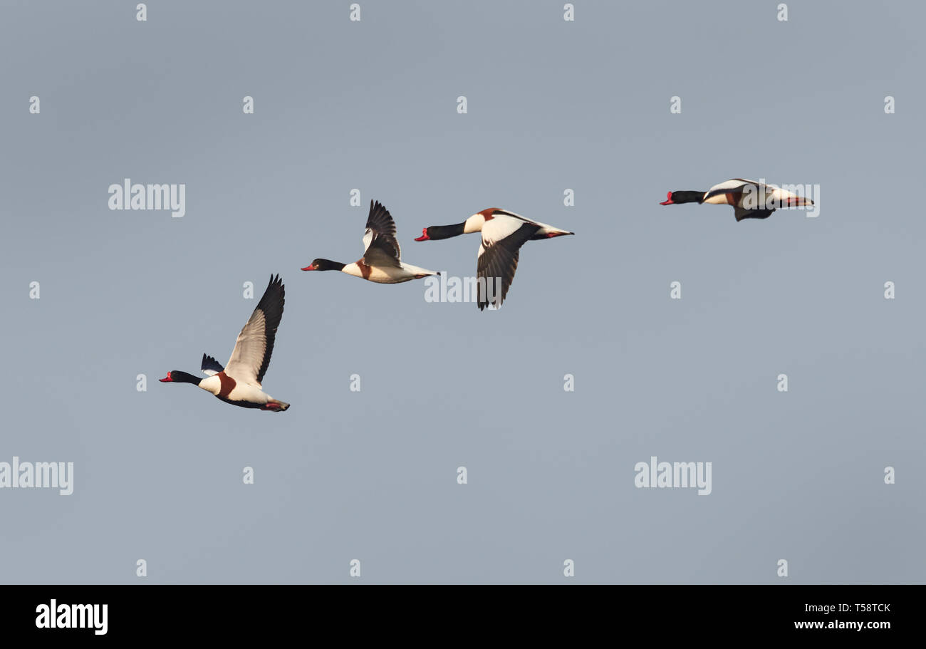 Shelducks Tadorna tadorna flying over the North Norfolk marshes Stock Photo
