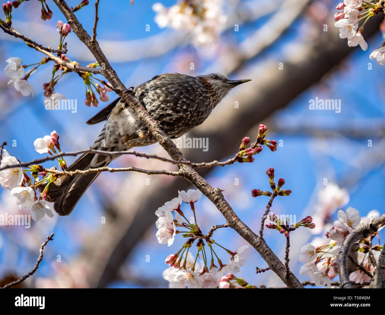 A brown-eared bulbul, Hypsipetes amaurotis, feeds amongst the cherry blossoms in a park in Kanagawa, Japan. These birds are very common in Japan and a Stock Photo