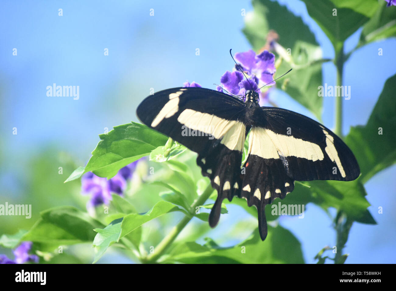 Wings wide open on a large yellow and black swallowtail butterfly. Stock Photo