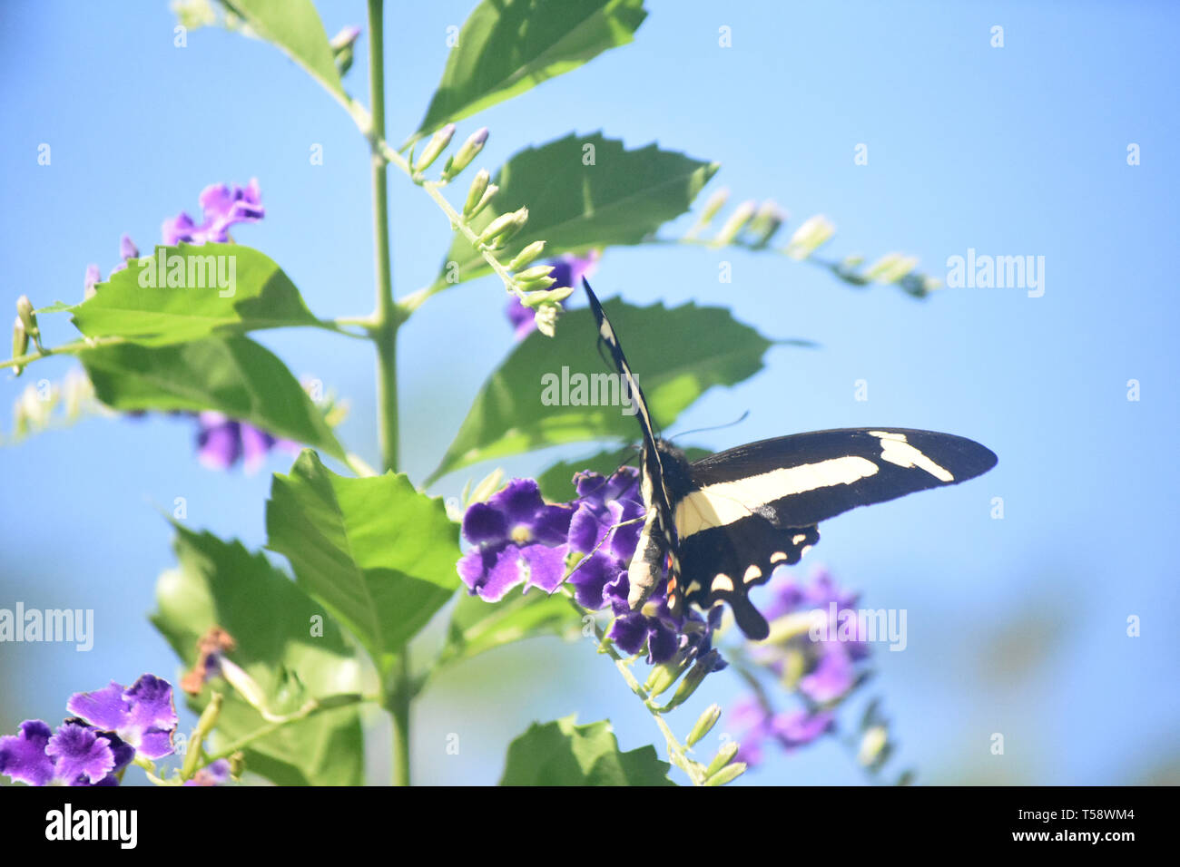 Purple flowers with a yellow swallowtail butterfly on them. Stock Photo