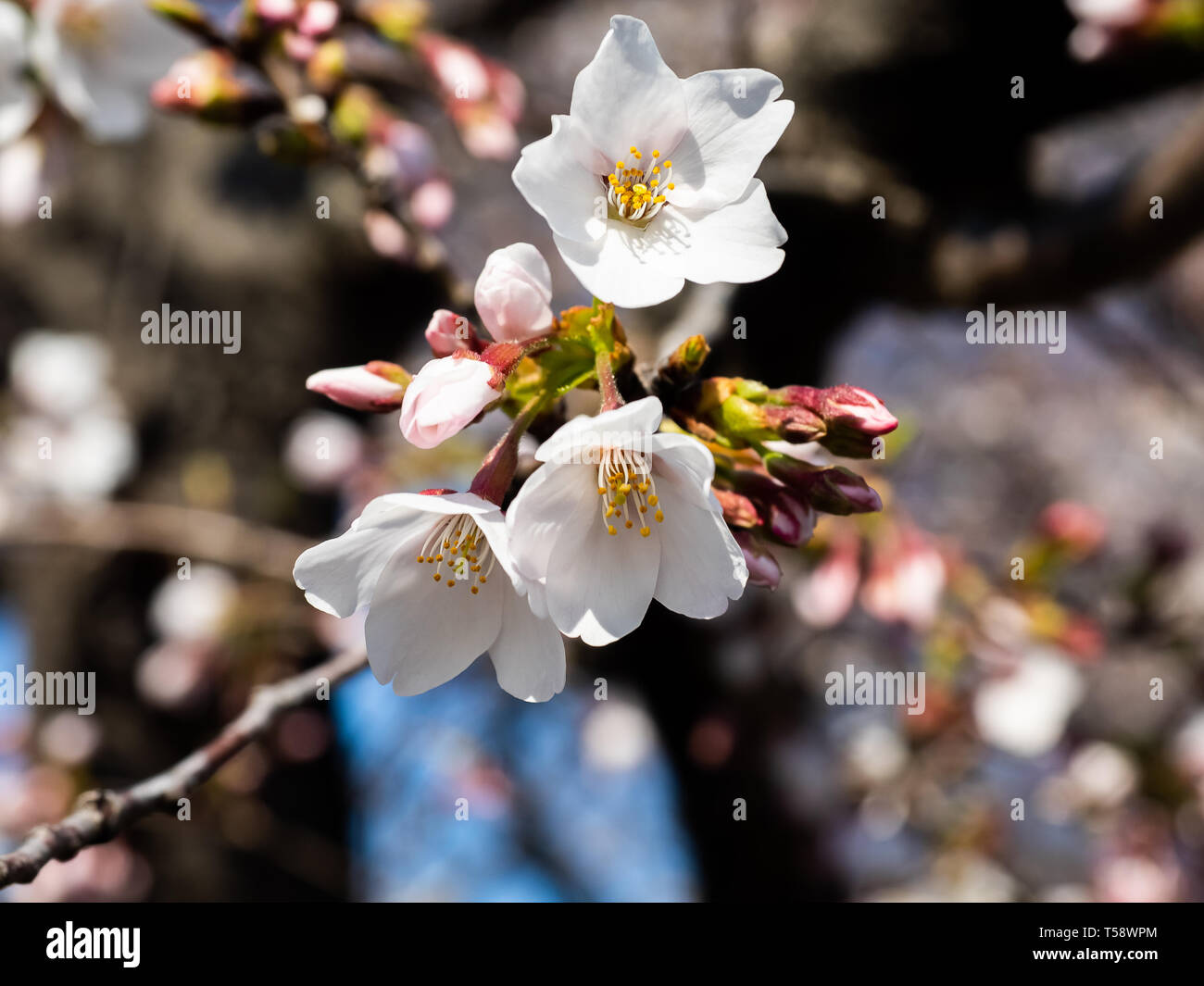 Japanese yoshino cherry blossoms, Prunus × yedoensis, in bloom along a ...