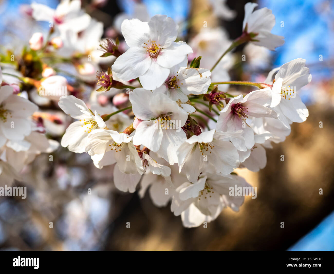 Japanese yoshino cherry blossoms, Prunus × yedoensis, in bloom along a ...