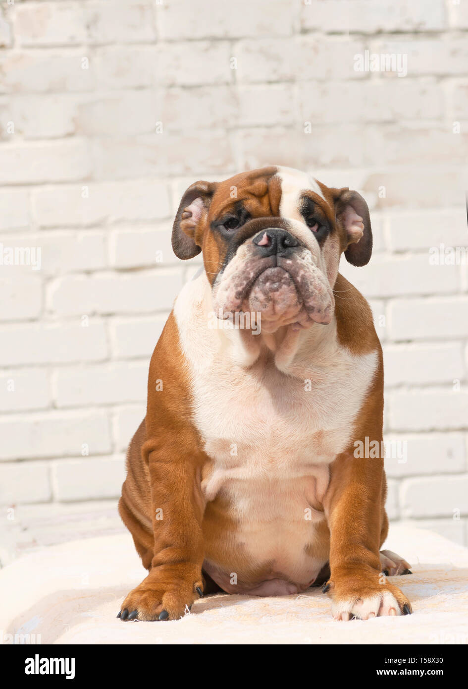 red and white english bulldog