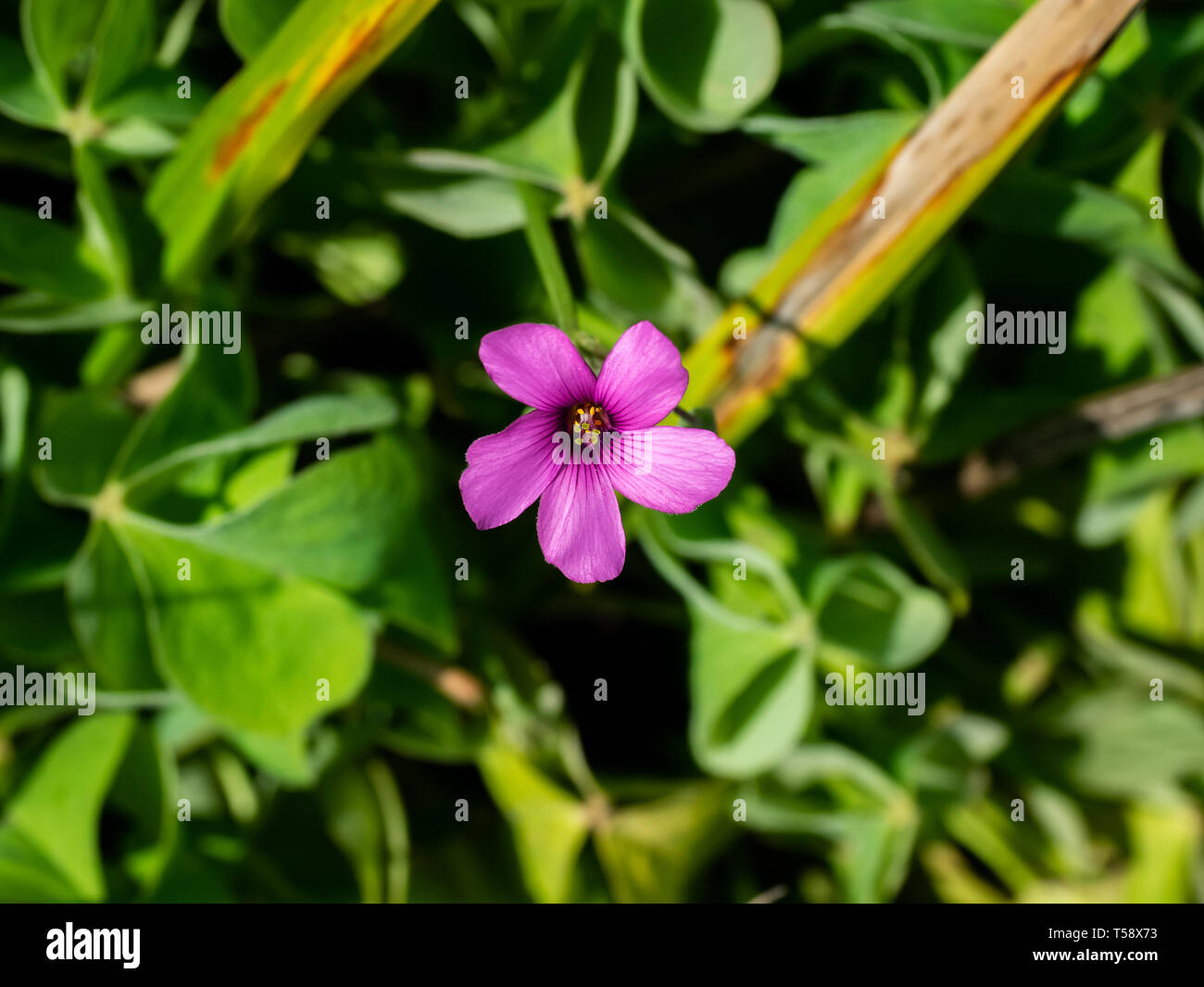 A pink wood sorrel flower, Oxalis articulata, blooms beside a roadside in Yokohama, Japan. Originally from South America, they are common decorative f Stock Photo