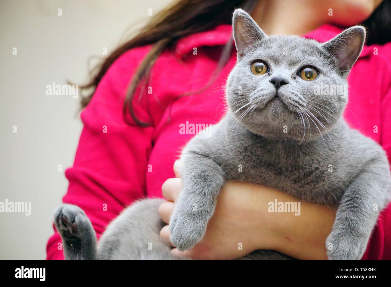 British Shorthair Cat With Grey Fur And Amber Eyes Stock Photo
