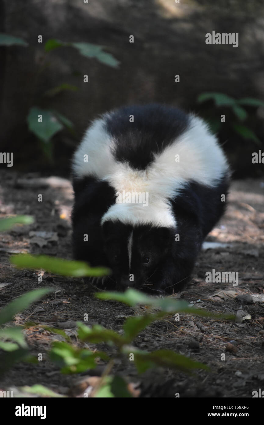 Striped black and white skunk walking along the ground Stock Photo - Alamy