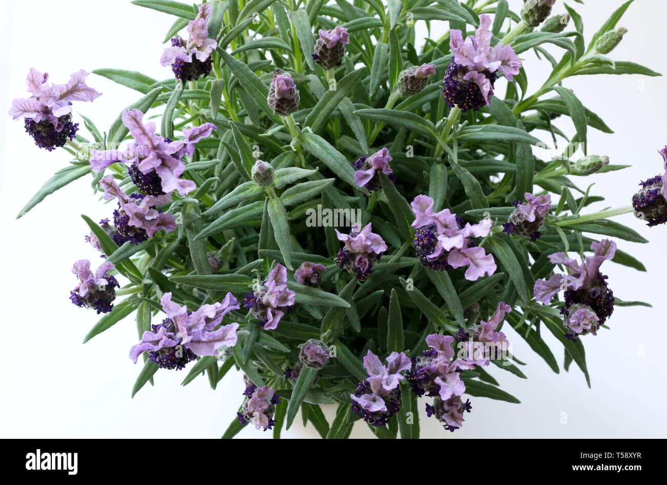 Lavender flowers isolated on white background Stock Photo - Alamy