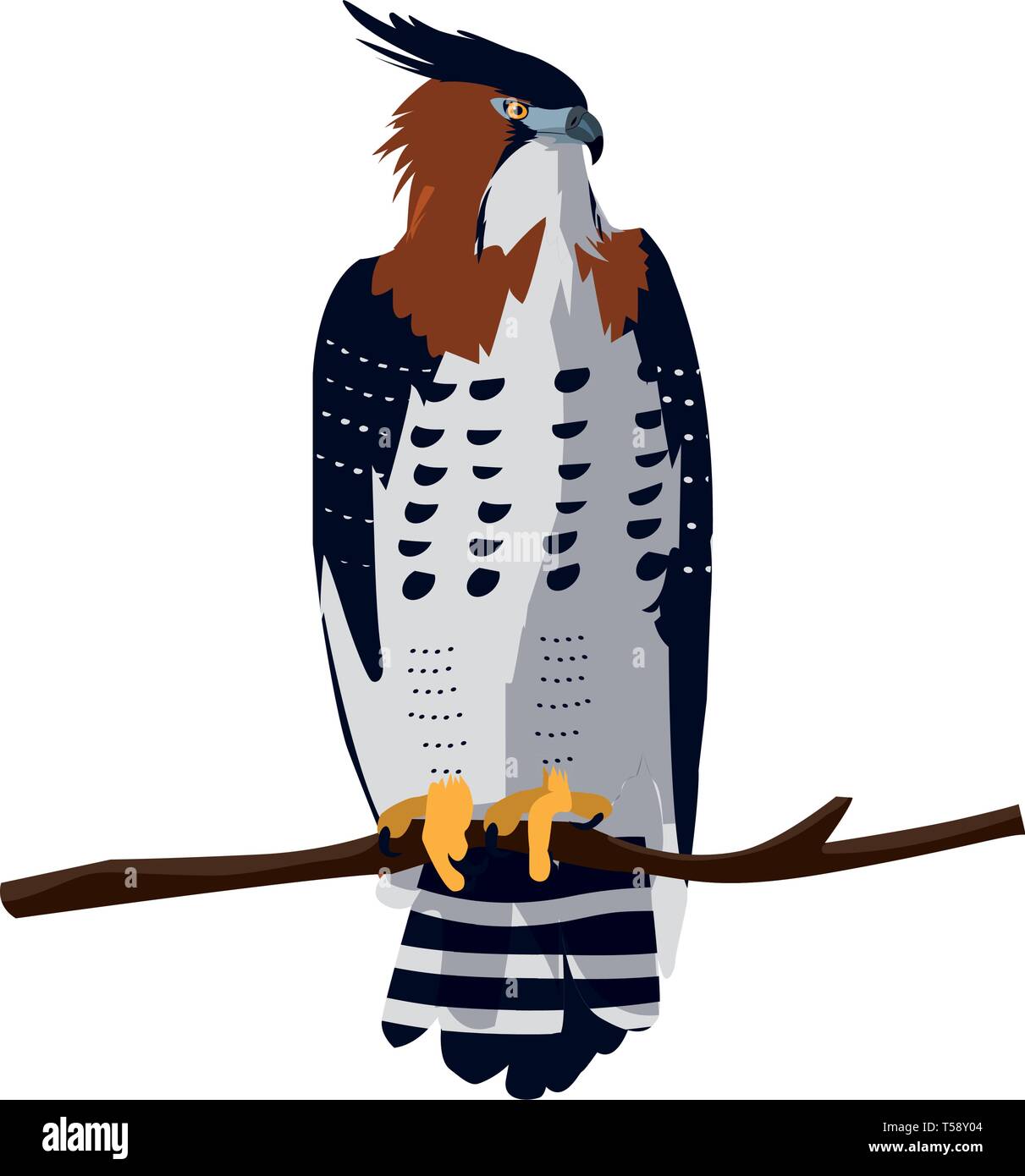 Stunning Hawk Vector Images Beautiful Hawk Majestic Bird In The